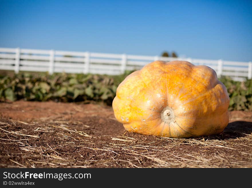 A large, overgrown pumpkin on a farm. A large, overgrown pumpkin on a farm.