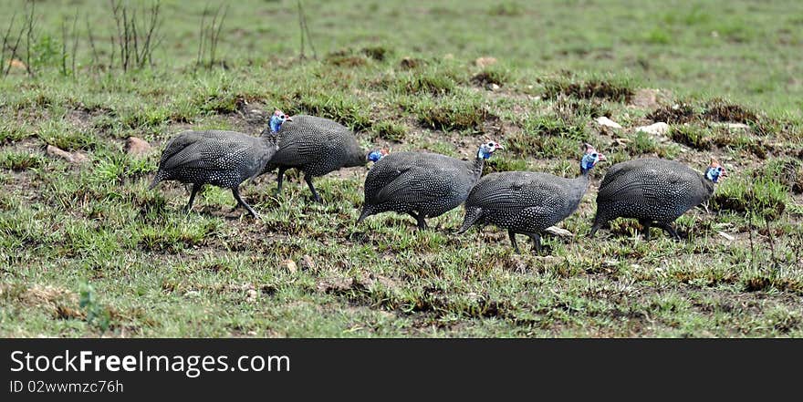 Guineafowl