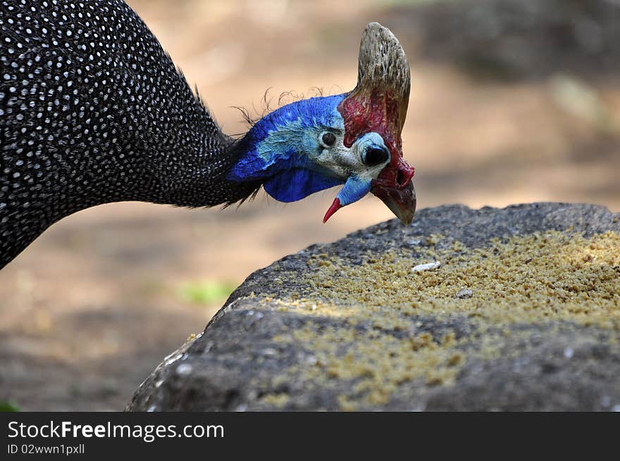 Helmeted Guineafowl.