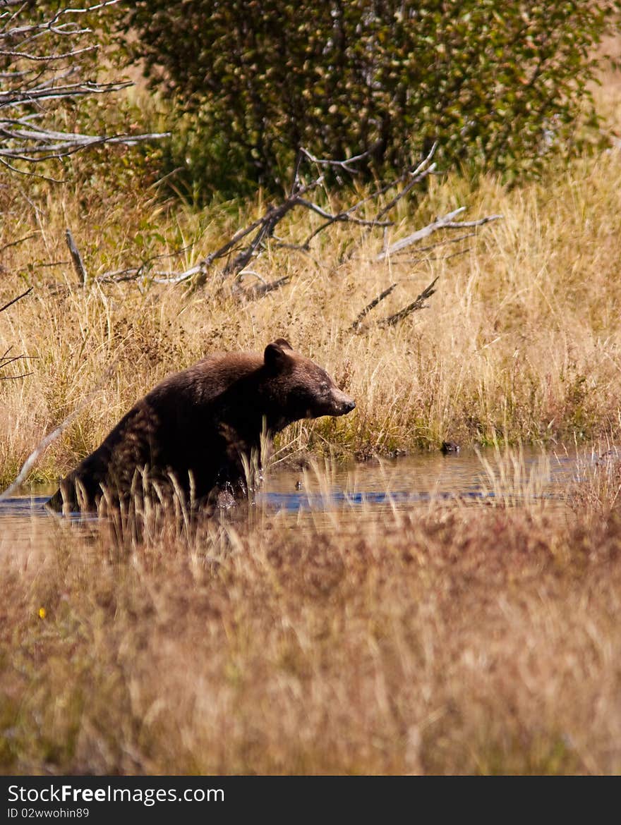 Cinnamon Black Bear