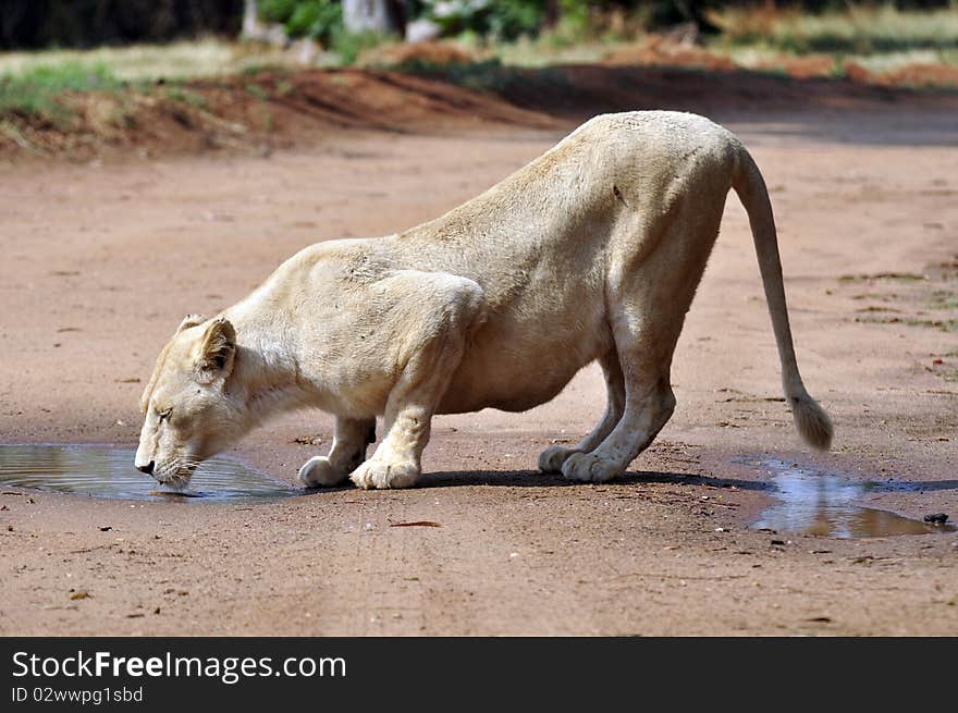 Drinking lioness