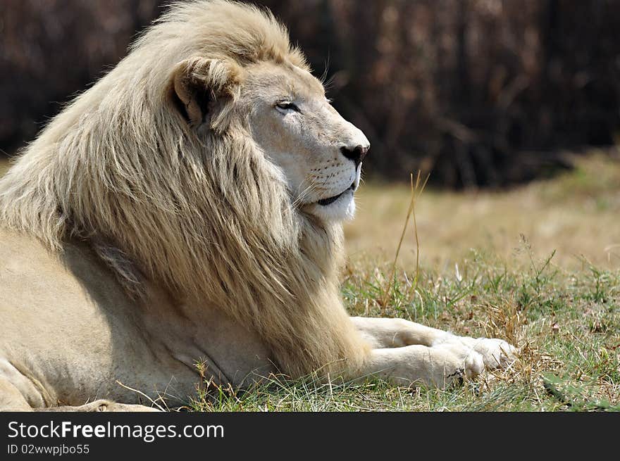 The king of the jungle, the African Male Lion.