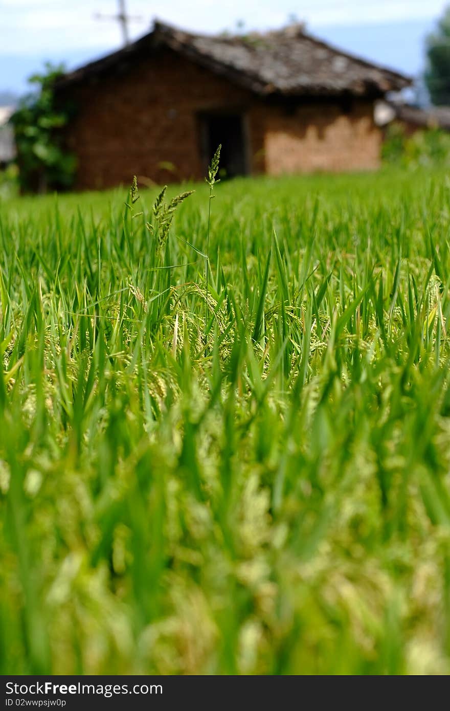 Green Rice In A Small Village