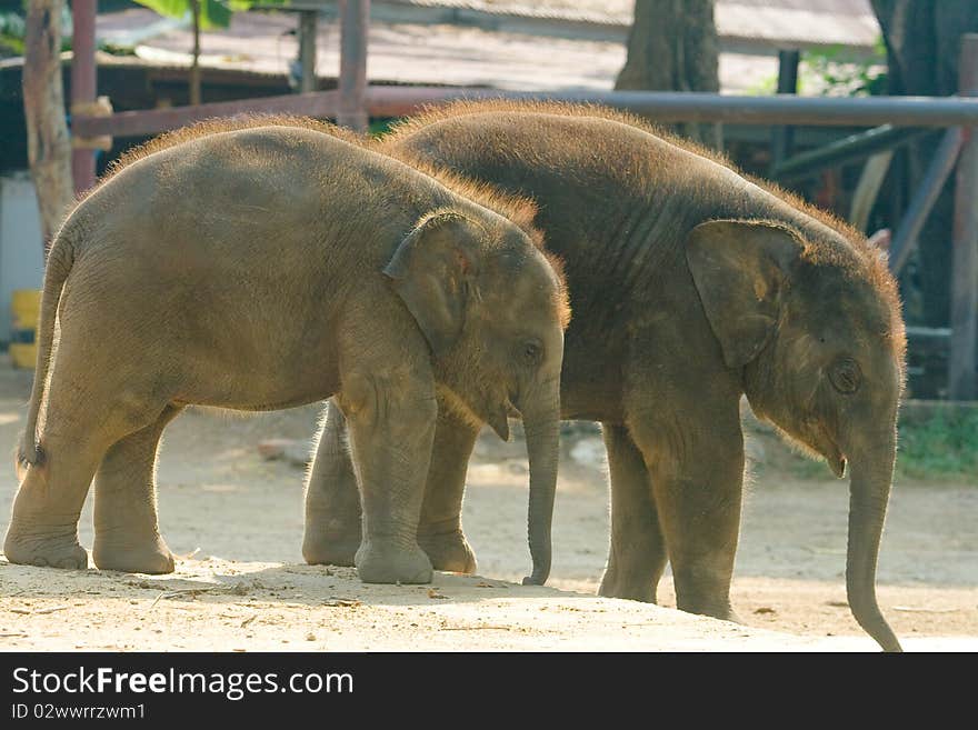 Happy Time, Calf Elephant, Ayutthaya, Thailand. Happy Time, Calf Elephant, Ayutthaya, Thailand