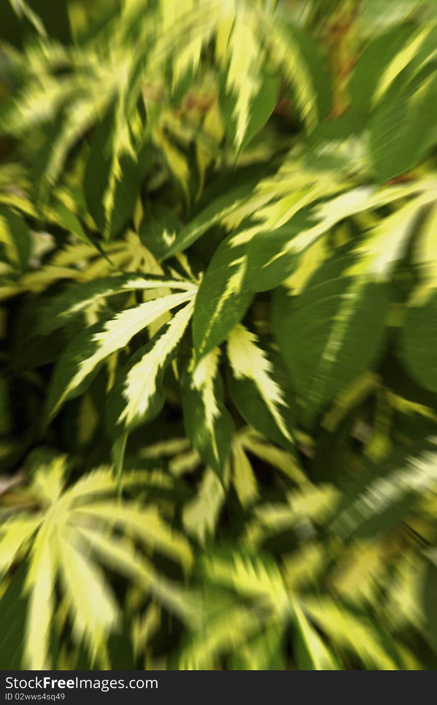 Close up of tropical plant leaf