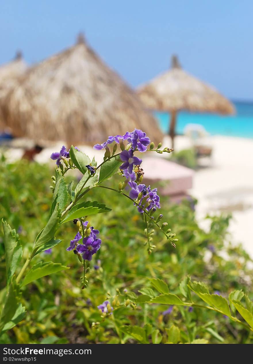 Tropical flowers and beach