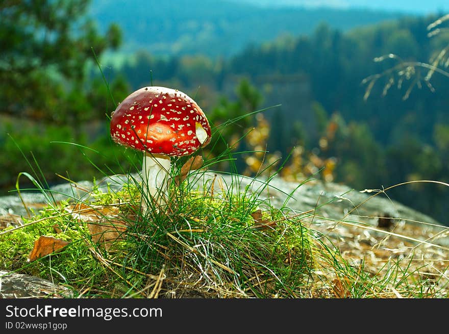 Detail of mushroom on rock