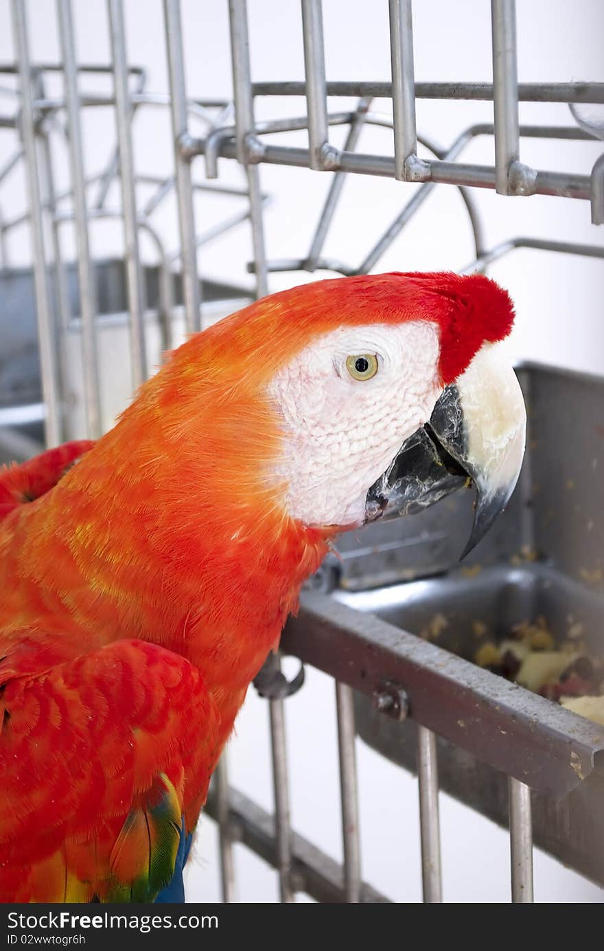 Big red ara parrot in cage closeup eating fruits. Big red ara parrot in cage closeup eating fruits.