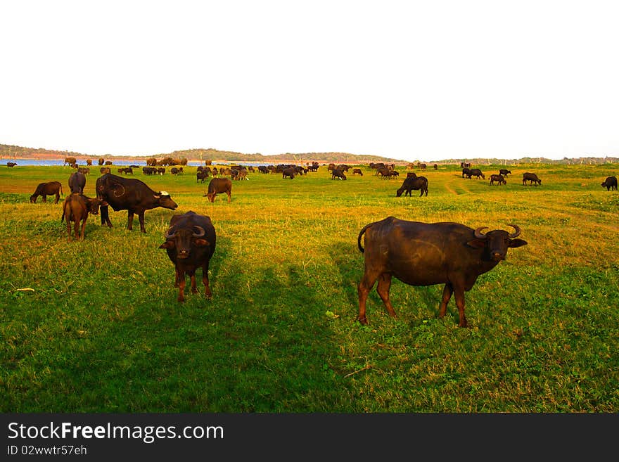 Wild buffalos in the jungle Nationalpark Lahugala near Polonaruwa