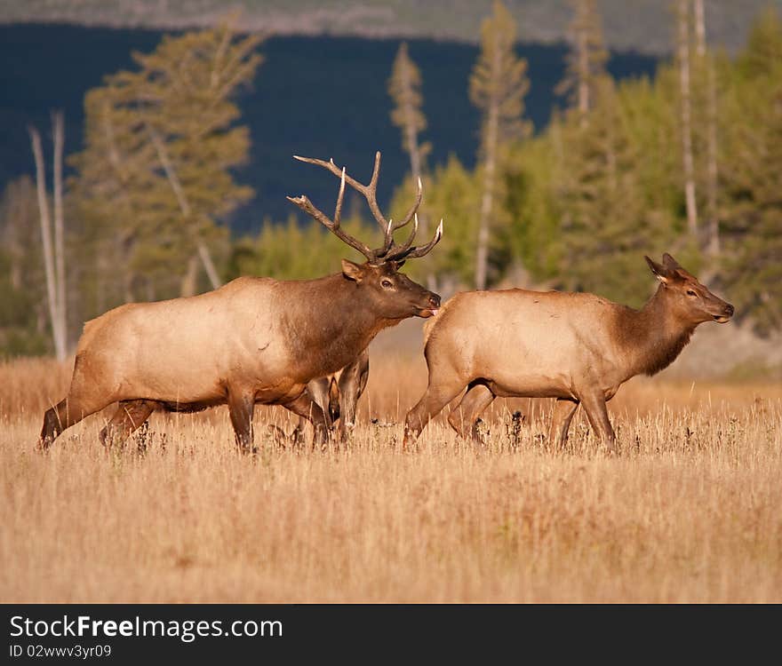 Elks during the fall season