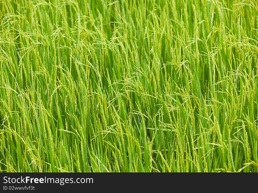 Green field ,paddy rice background