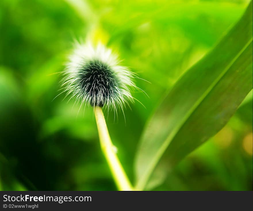 Giant shaggy caterpillar. Macro photo of a bizarre organism.