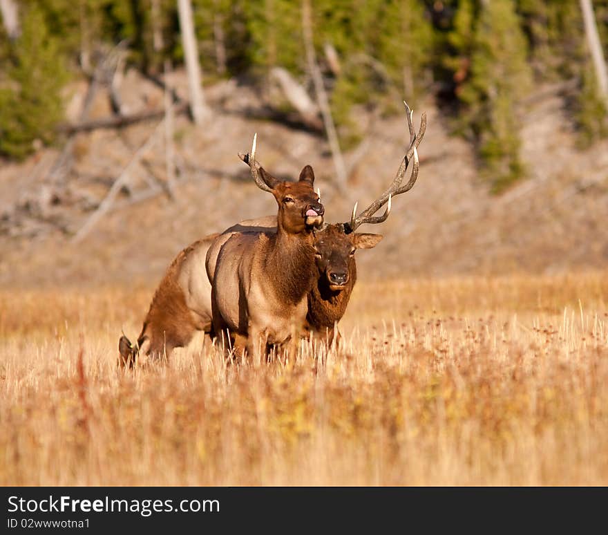 Elks during the fall season