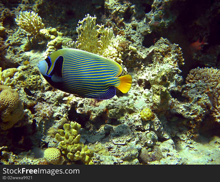 Emperor angel fish next to corals