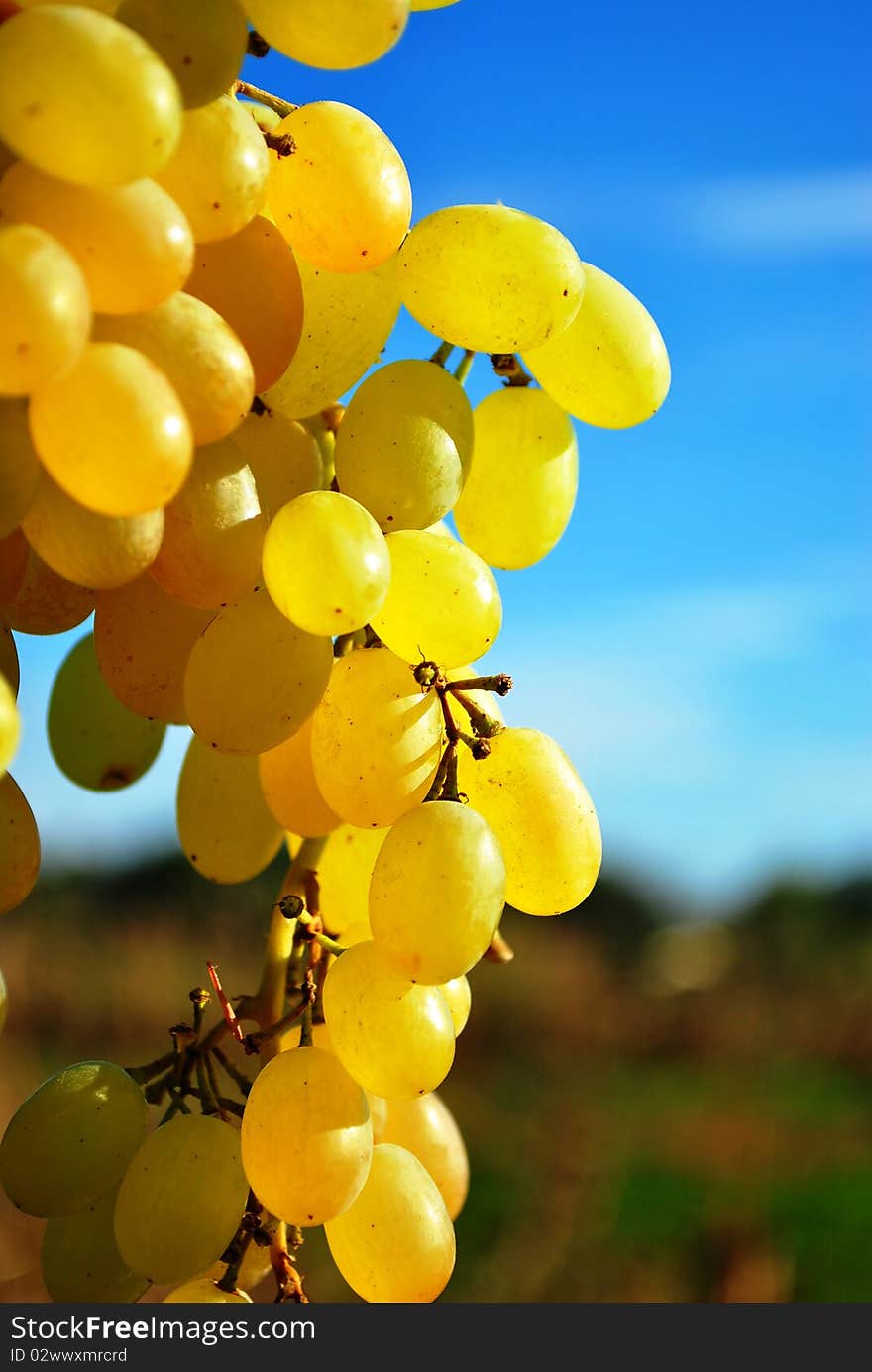 Fresh vine grape