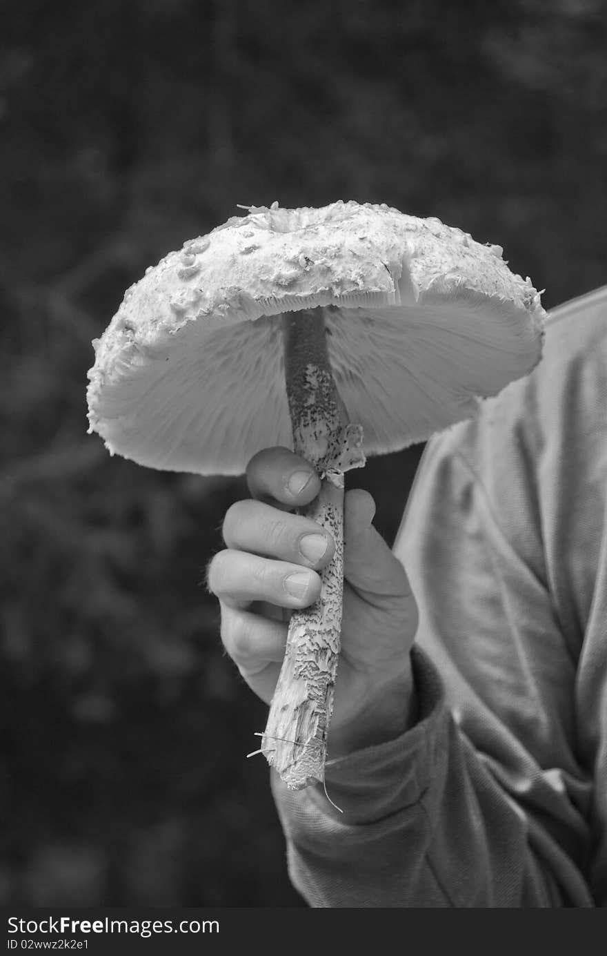 Mushrooms in a Dolomites Wood, Italy