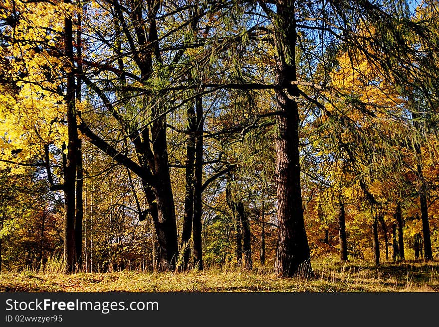 Autumn forest