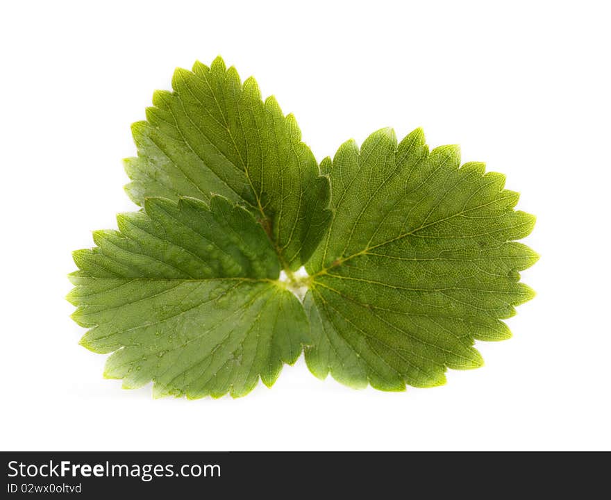 Green leaf of a strawberry on a white background. Green leaf of a strawberry on a white background