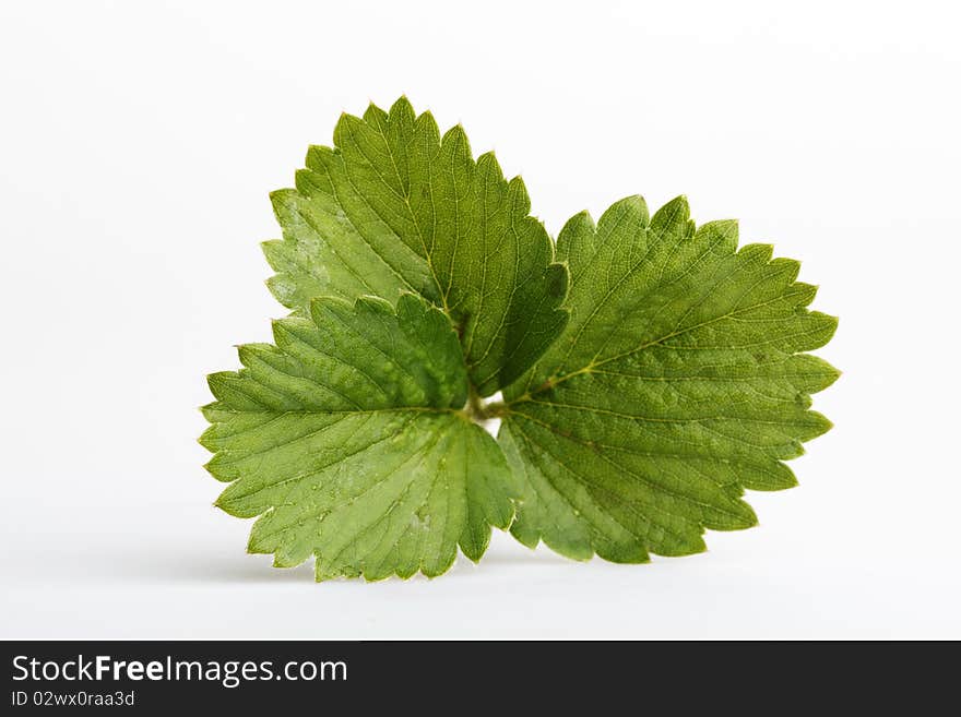 Strawberry leafs