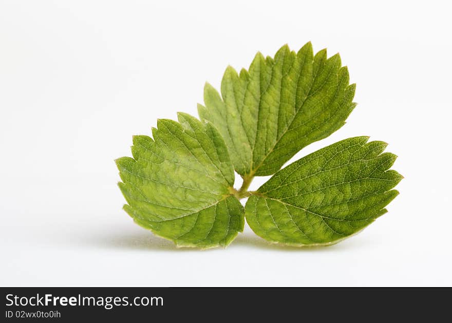 Green leaves of a strawberry on a white background. Green leaves of a strawberry on a white background