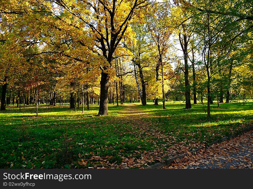 Autumn birch grove in the heart of the city. Autumn birch grove in the heart of the city