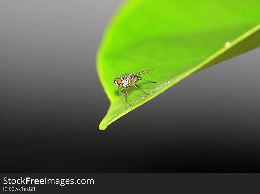 Closeup shot of fly sitting on leaf.