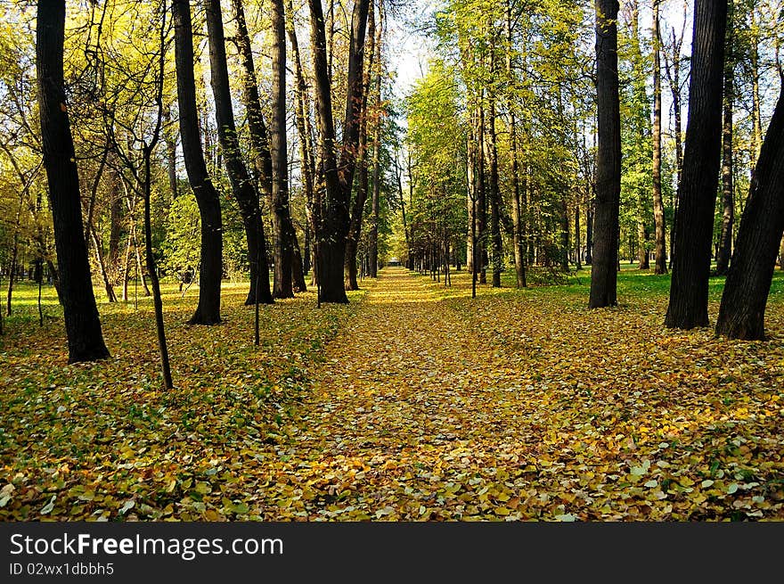 Alley strewn with fallen leaves. Alley strewn with fallen leaves