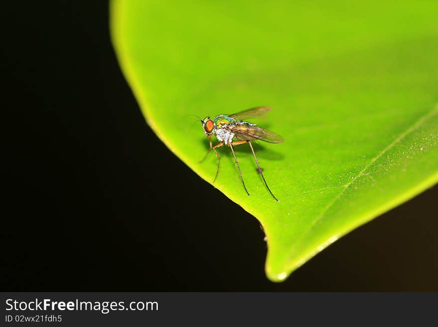 Closeup shot of fly sitting on leaf. Closeup shot of fly sitting on leaf.