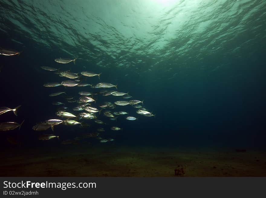 Mackerel and ocean taken in the Red Sea.