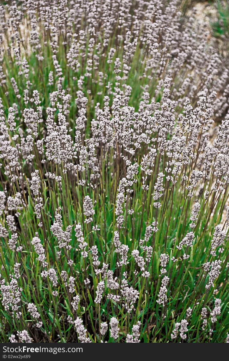 Contrasty image of lavender close-up