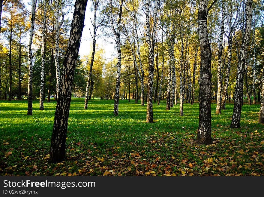 Autumn birch grove in the heart of the city. Autumn birch grove in the heart of the city