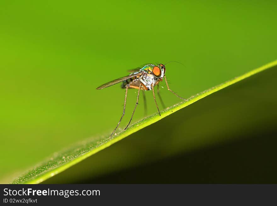 Closeup shot of fly sitting on leaf.