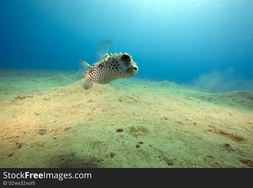 Yellowspotted burrfish and ocean