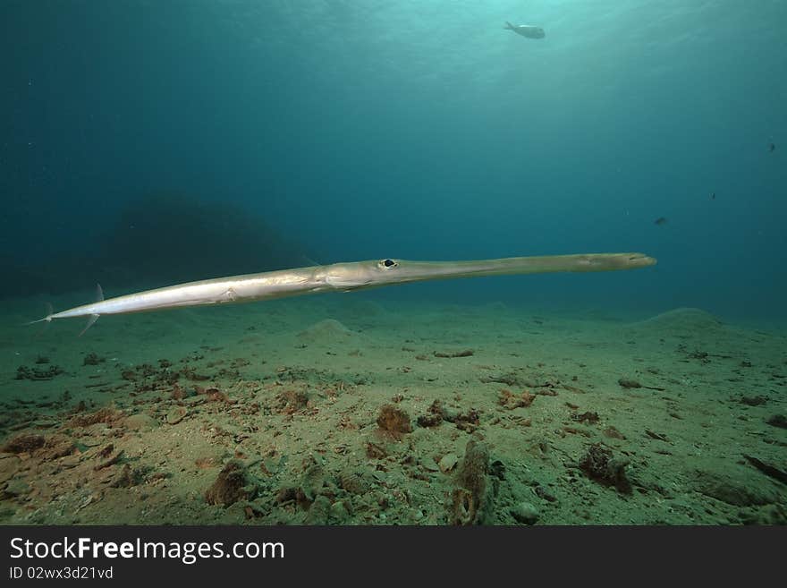 Smooth cornetfish and ocean