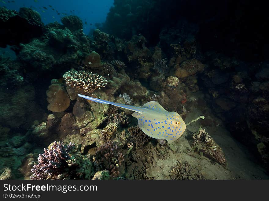 Bluespotted stingray and ocean taken in the Red Sea.