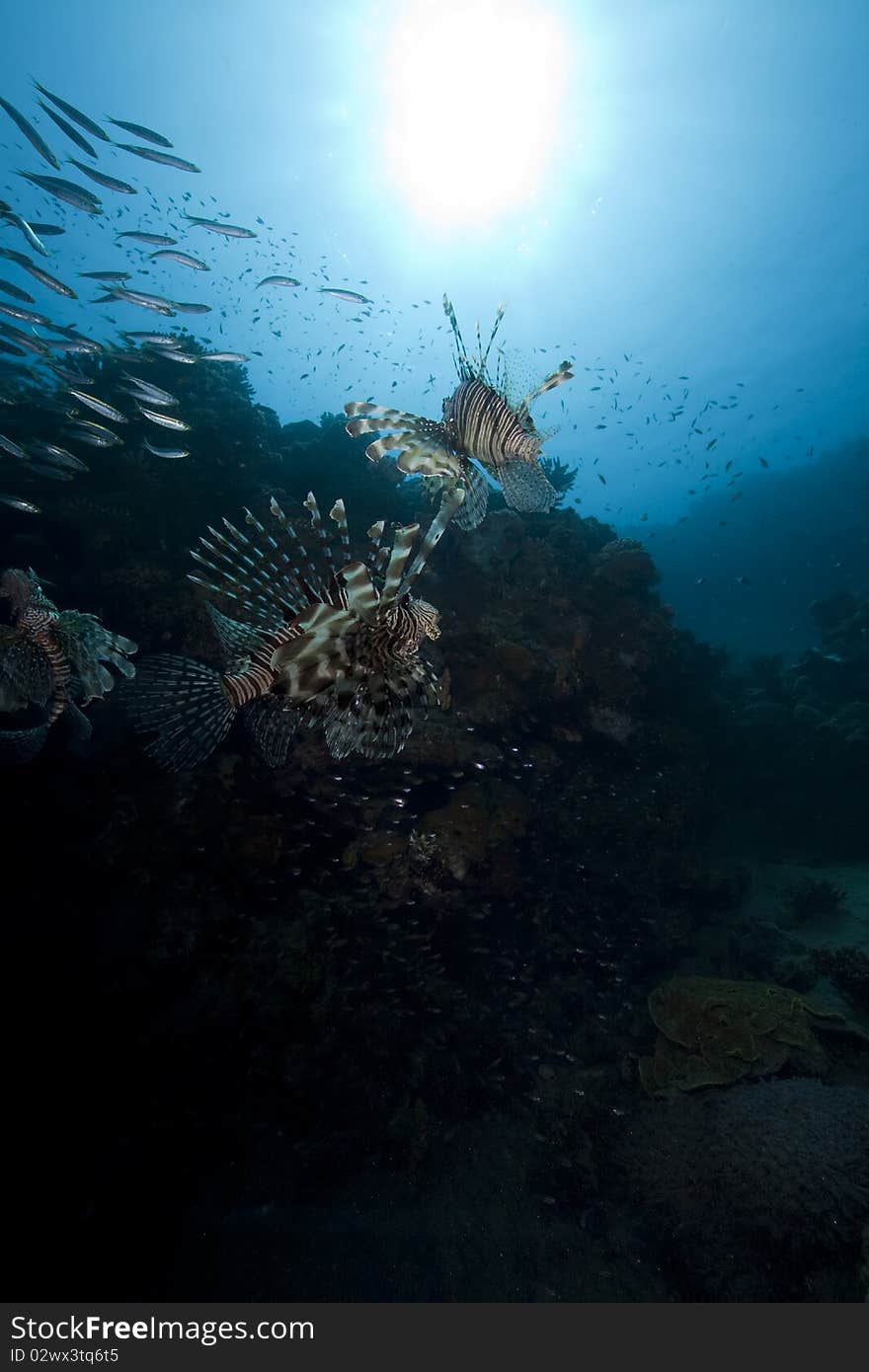 Lionfish and ocean taken in the Red Sea.