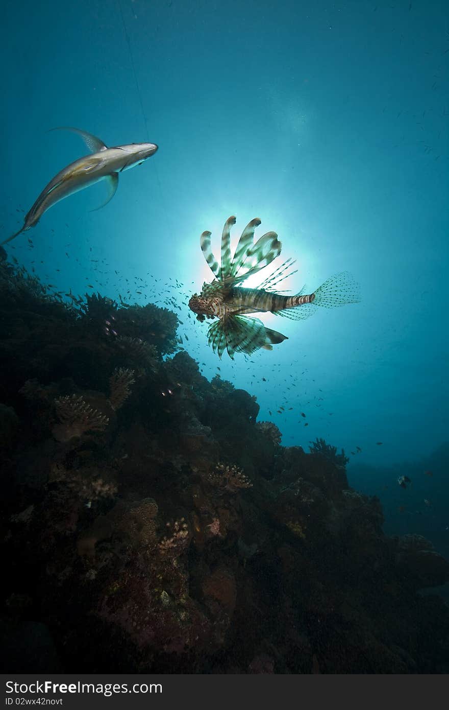 Lionfish and ocean taken in the Red Sea.