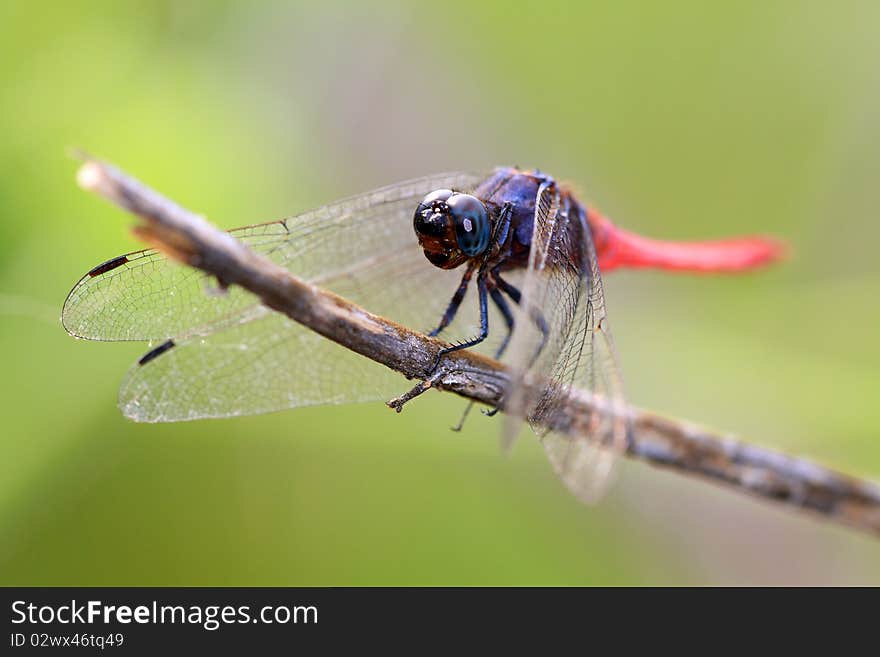 Closeup shot of pink tailed dragonfly. Closeup shot of pink tailed dragonfly.