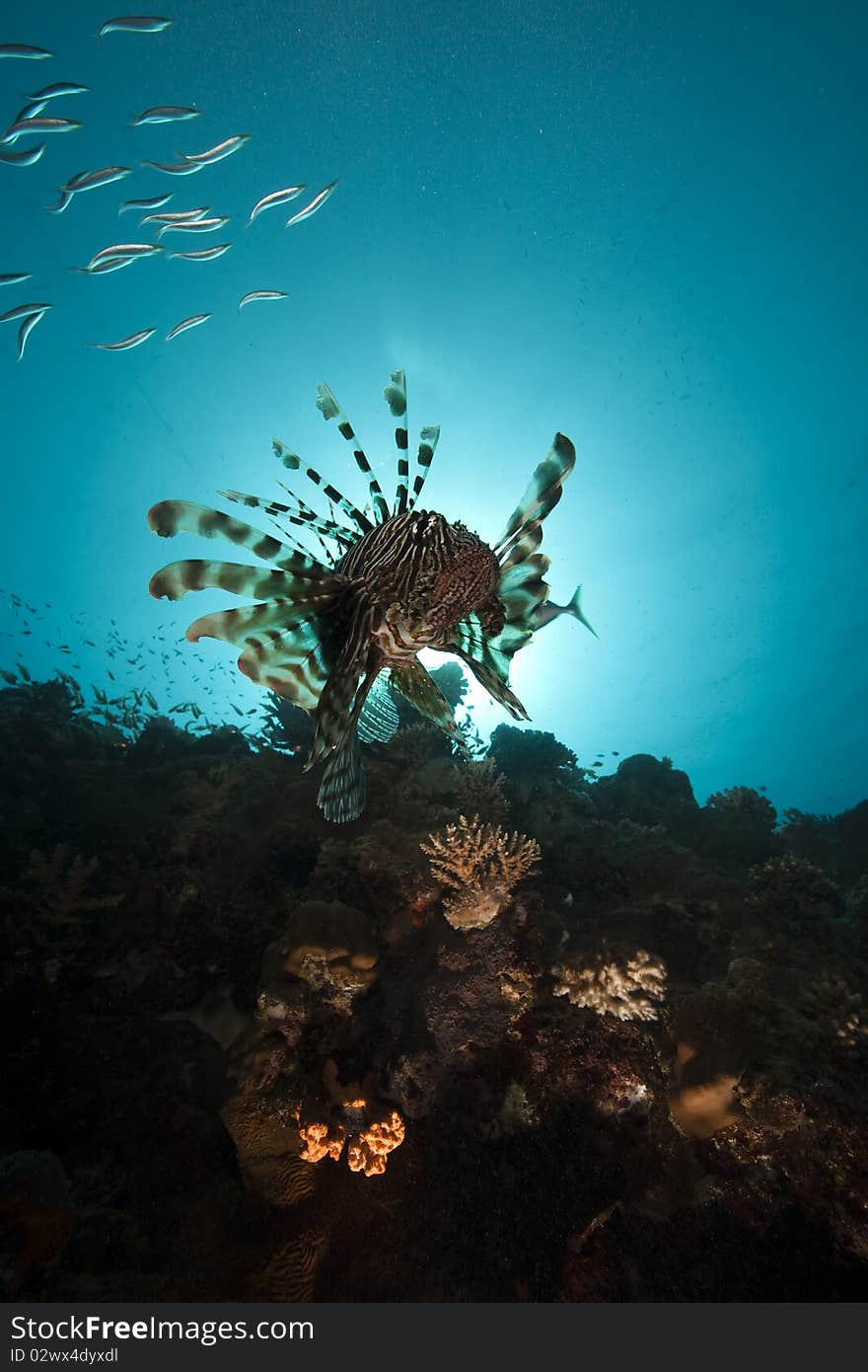 Lionfish and ocean taken in the Red Sea.