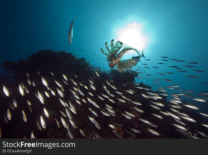 Lionfish and ocean taken in the Red Sea.