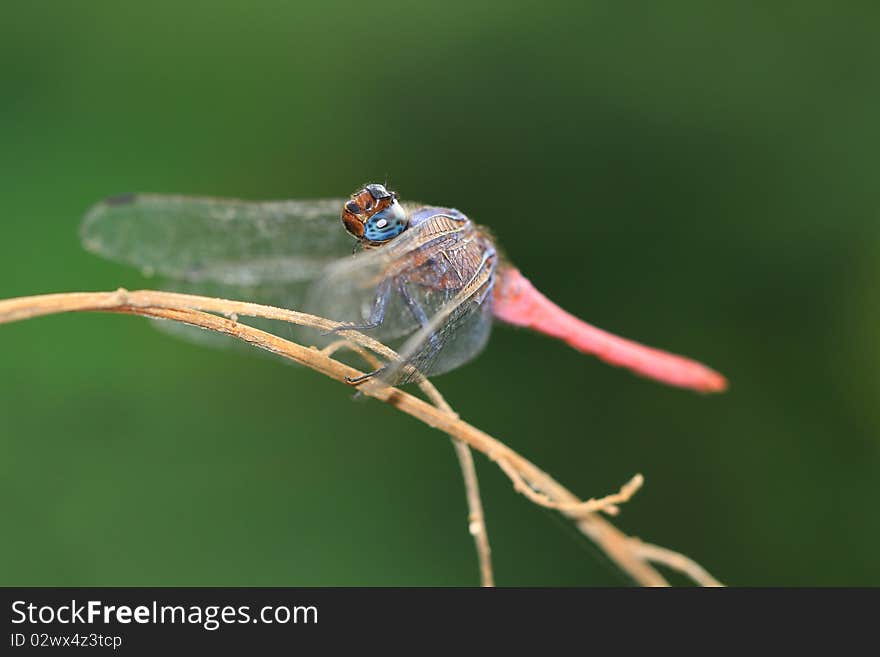 Closeup shot of pink tailed dragonfly. Closeup shot of pink tailed dragonfly.