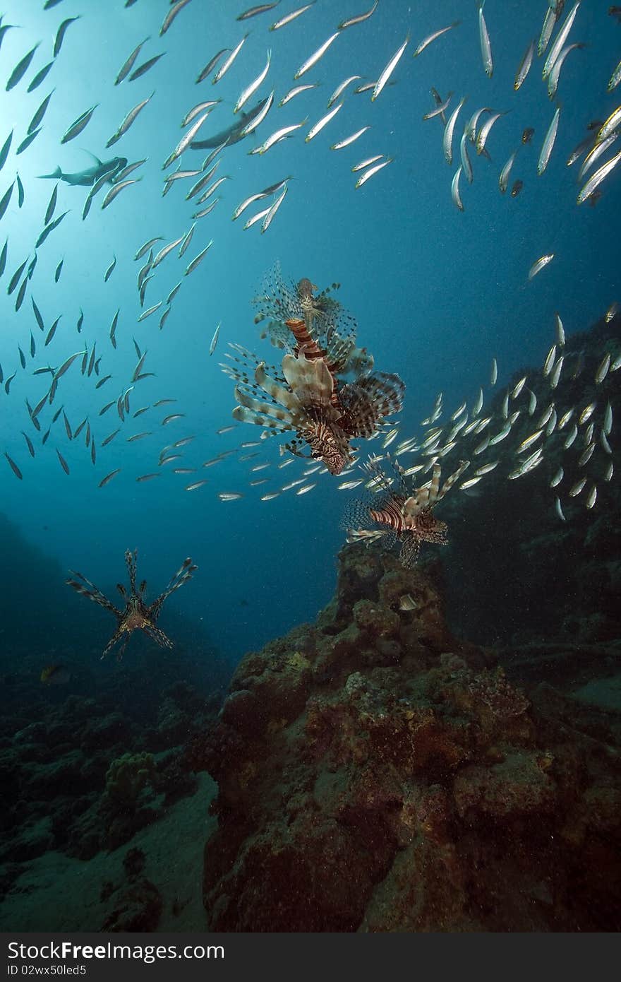 Lionfish and ocean taken in the Red Sea.