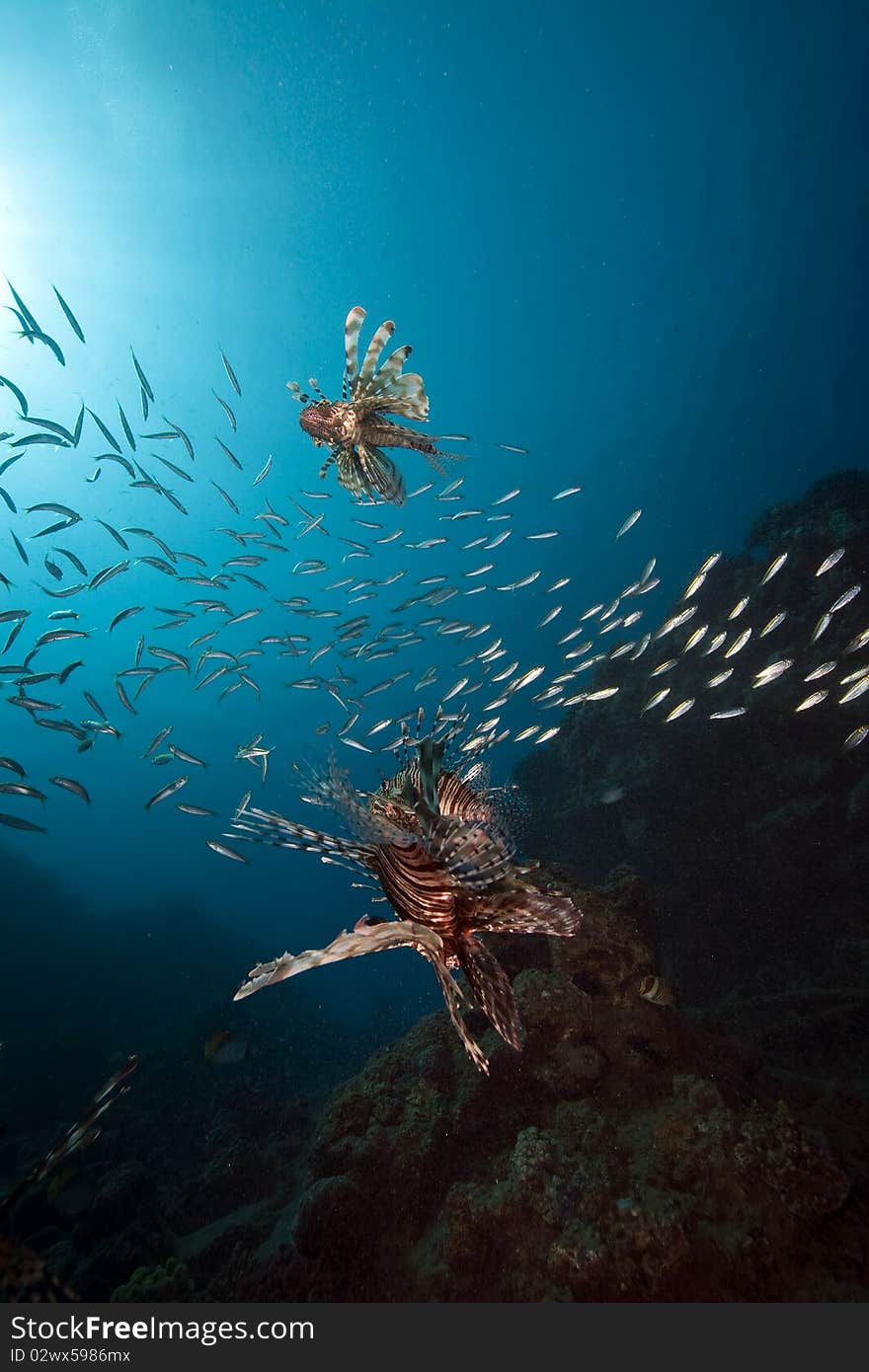 Lionfish and ocean taken in the Red Sea.