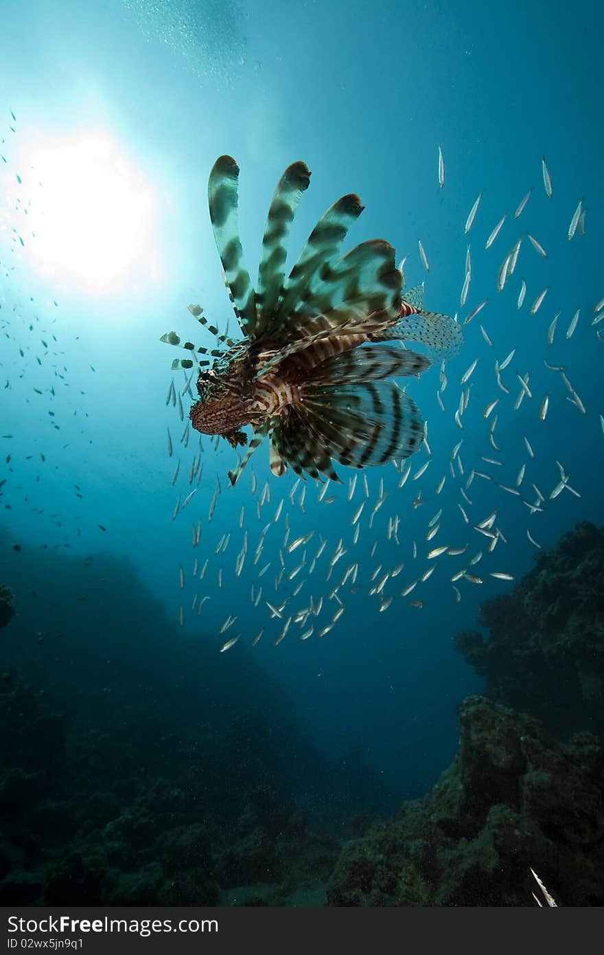 Lionfish and ocean taken in the Red Sea.