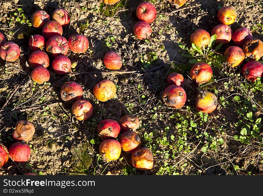 Windfall fruits on the meadow at a fruit farm