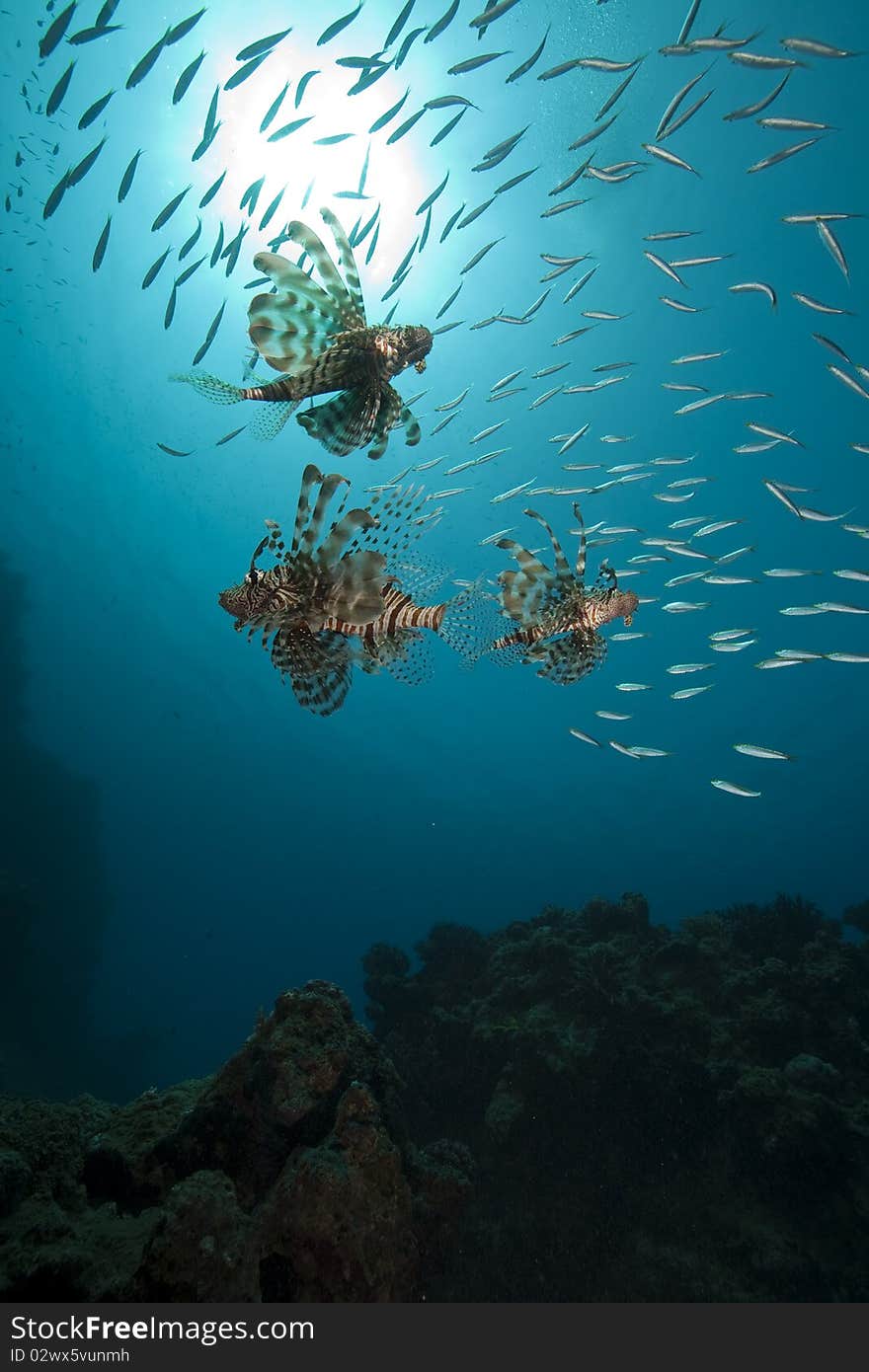 Lionfish and ocean taken in the Red Sea.