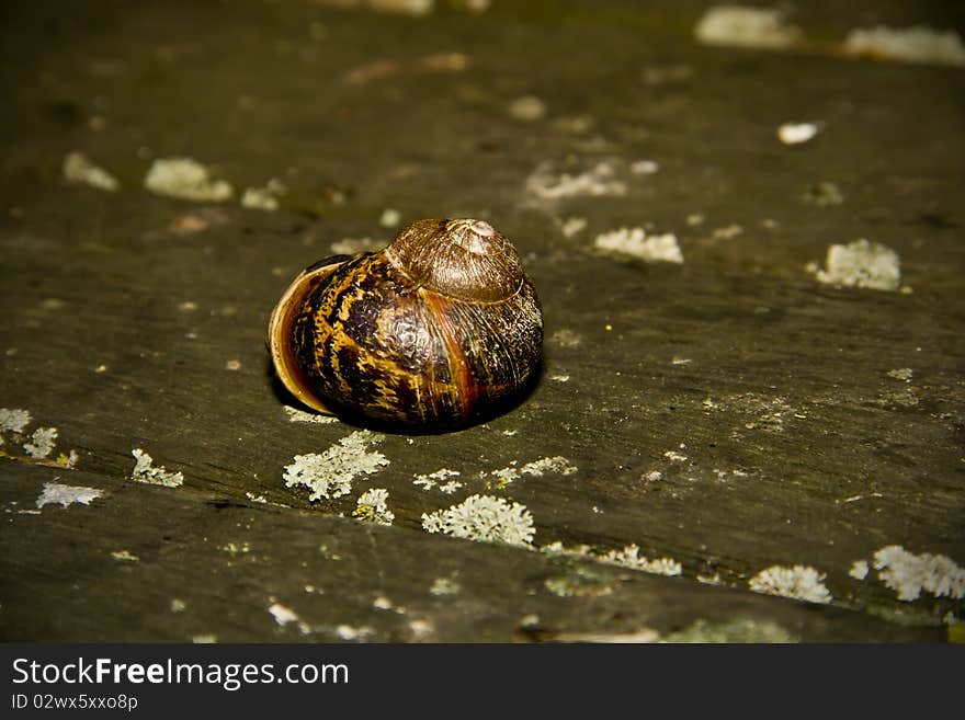 Gorgeous Garden Snail Shell