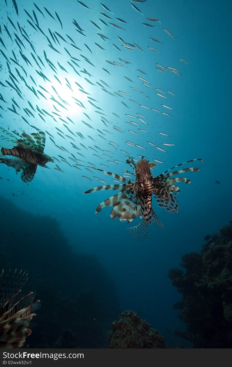 Lionfish and ocean taken in the Red Sea.