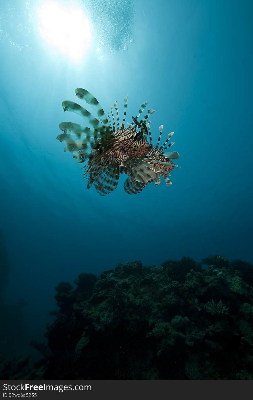 Lionfish and ocean taken in the Red Sea.