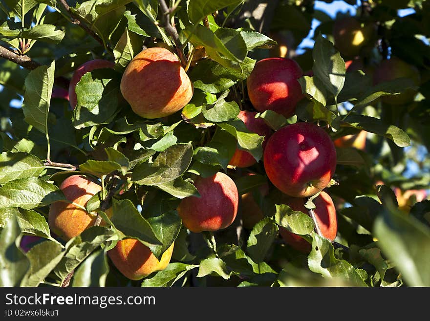 Ripe apples on a tree branch